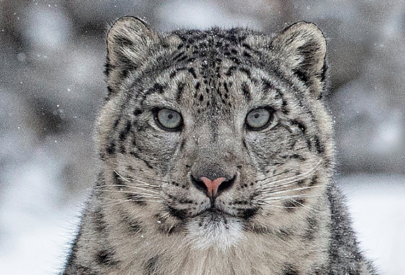 snow_leopard_photo_tour_mongolia_batzaya_choijiljav